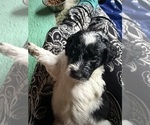Small #18 Aussiedoodle