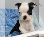 Puppy Christy Boston Terrier