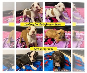 Bullypit Puppy for sale in LONG PRAIRIE, MN, USA