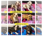 Small Photo #1 Bullypit Puppy For Sale in LONG PRAIRIE, MN, USA