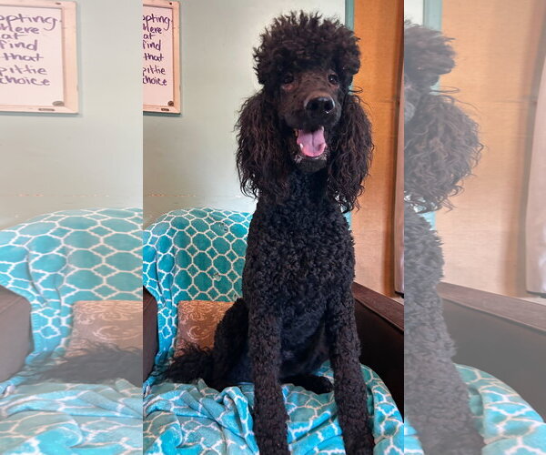 Medium Photo #4 Poodle (Standard) Puppy For Sale in Pacolet, SC, USA