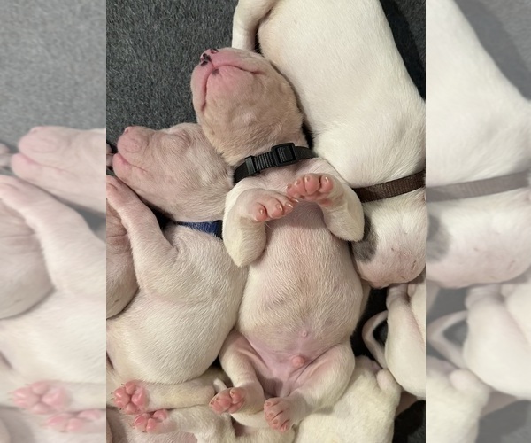Medium Photo #5 American Bulldog Puppy For Sale in PLUMAS LAKE, CA, USA