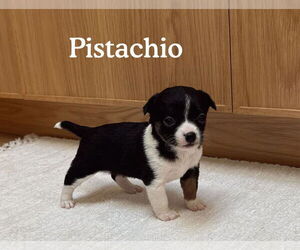Boston Huahua Dogs for adoption in Bellevue, WA, USA