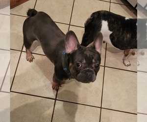 Father of the French Bulldog-Yorkshire Terrier Mix puppies born on 11/18/2021