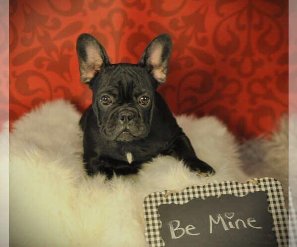 Medium Photo #1 French Bulldog Puppy For Sale in HUDSON, CO, USA