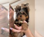 Small Photo #28 Yorkshire Terrier Puppy For Sale in RANCHO BERNARDO, CA, USA