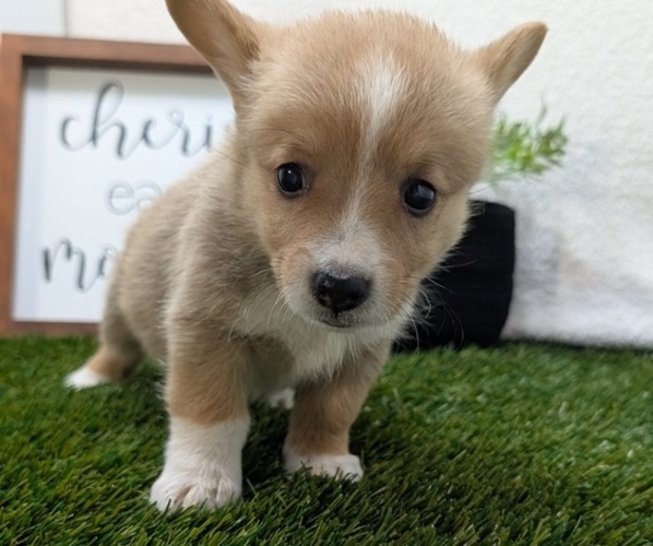 Medium Photo #11 Pembroke Welsh Corgi Puppy For Sale in GOSHEN, IN, USA