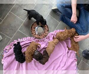 Cavapoo Puppy for sale in LEBANON, NH, USA
