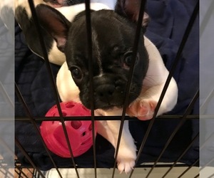 French Bulldog Puppy for sale in GASTONIA, NC, USA
