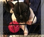 Small Photo #1 French Bulldog Puppy For Sale in GASTONIA, NC, USA