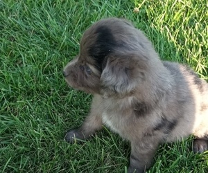 Aussie-Poo Puppy for sale in BOYCEVILLE, WI, USA