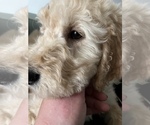 Small Photo #4 Goldendoodle Puppy For Sale in SAINT LOUIS, MO, USA