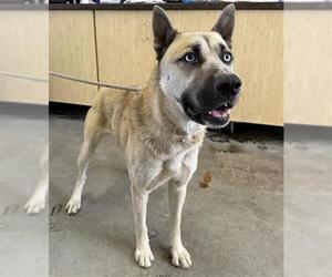 German Shepherd Dog-Siberian Husky Mix Dogs for adoption in Camarillo, CA, USA