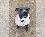 Small #16 American Pit Bull Terrier