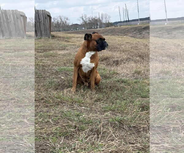 Medium Photo #2 Boxer Puppy For Sale in  Katy, TX, USA