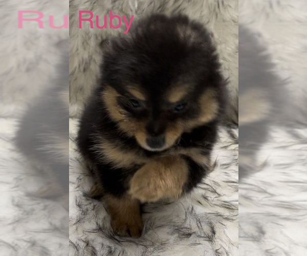 Medium Photo #1 Pomeranian Puppy For Sale in AZLE, TX, USA