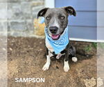 Small American Staffordshire Terrier Mix