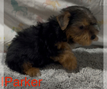 Small #2 Yorkshire Terrier
