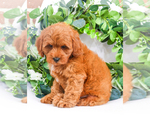 Small Photo #10 Goldendoodle Puppy For Sale in SYRACUSE, IN, USA