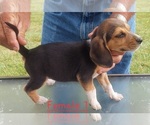 Small #21 Beagle