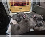 Small Photo #6 Cane Corso Puppy For Sale in COLUMBIA, SC, USA