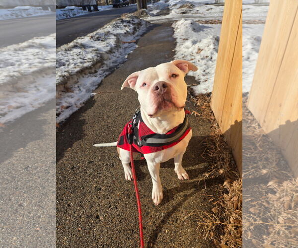 Medium Photo #2 American Pit Bull Terrier-Unknown Mix Puppy For Sale in Crystal, MN, USA