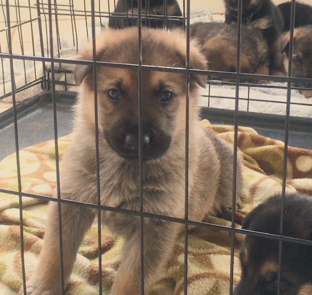 Medium Photo #1 German Shepherd Dog Puppy For Sale in LAUREL, IN, USA