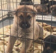 Small Photo #1 German Shepherd Dog Puppy For Sale in LAUREL, IN, USA