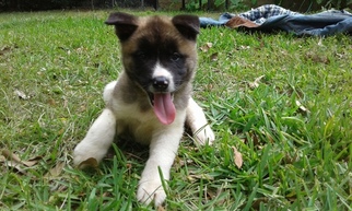 Akita Puppy for sale in TALLAHASSEE, FL, USA