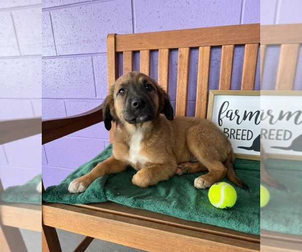 Medium Photo #1 Golden Retriever-Unknown Mix Puppy For Sale in Genesee, WI, USA