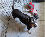 Small #3 Dachshund Mix