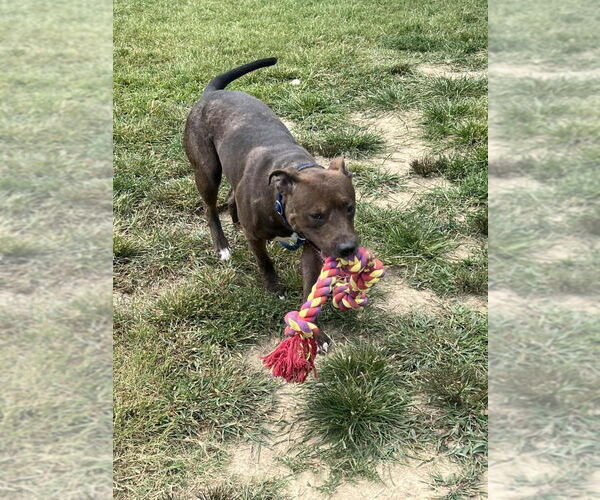 Medium Photo #3 American Pit Bull Terrier Puppy For Sale in Evansville, IN, USA