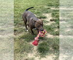 Small #2 American Pit Bull Terrier