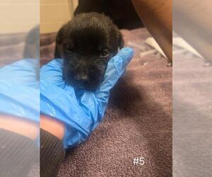 German Shepherd Dog Dogs for adoption in Modesto, CA, USA