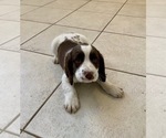 Small Photo #5 English Springer Spaniel Puppy For Sale in FREEHOLD, NJ, USA