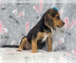 Small Photo #6 Beagle Puppy For Sale in LAKELAND, FL, USA