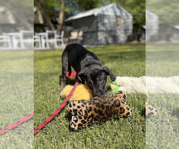 Medium Photo #3 Labrador Retriever-Unknown Mix Puppy For Sale in Yardley, PA, USA