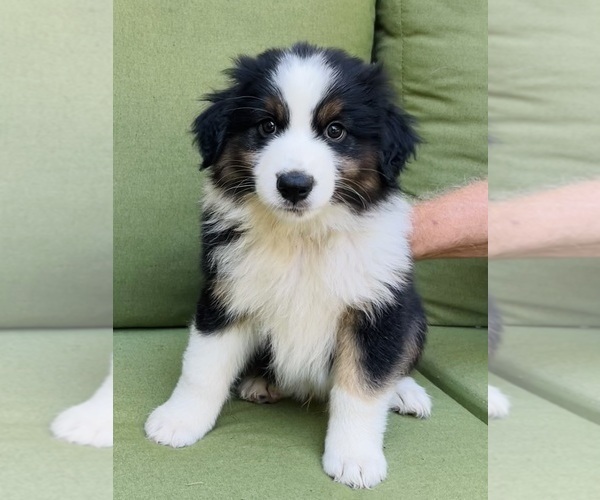 Medium Photo #37 Miniature Australian Shepherd Puppy For Sale in LA CANADA FLINTRIDGE, CA, USA