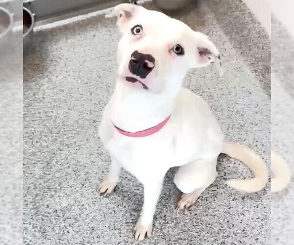 Medium Photo #3 Labrador Retriever-Unknown Mix Puppy For Sale in Houston, TX, USA