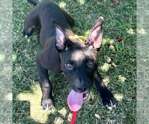 Medium Photo #4 American Staffordshire Terrier-Unknown Mix Puppy For Sale in San Juan Capistrano, CA, USA