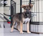 Small #2 Boxer Mix