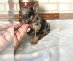 Small Photo #3 French Bulldog Puppy For Sale in MIDDLEBURY, IN, USA