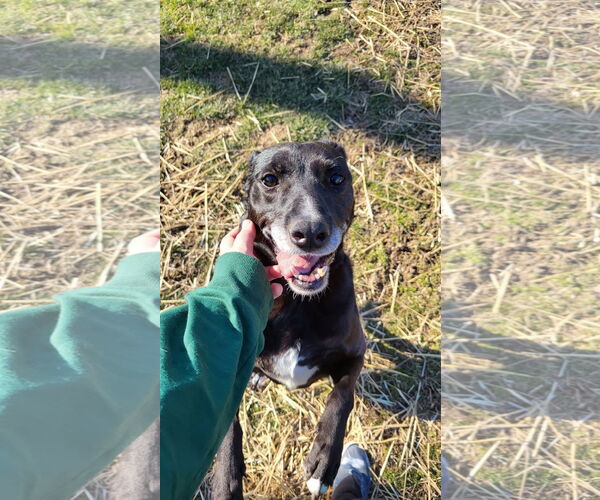 Medium Photo #23 Labrador Retriever-Unknown Mix Puppy For Sale in Germantown, OH, USA
