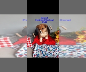 Pembroke Welsh Corgi Puppy for Sale in SHIPSHEWANA, Indiana USA
