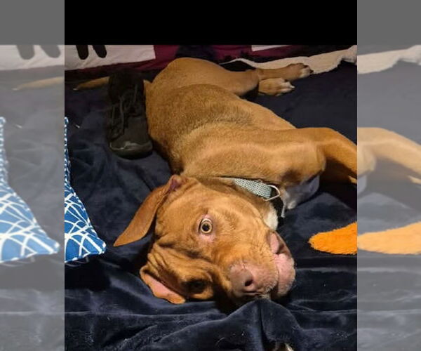 Medium Photo #1 American Staffordshire Terrier Puppy For Sale in Holly Springs, NC, USA