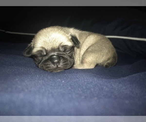 Medium Photo #2 Pug Puppy For Sale in FALMOUTH, VA, USA
