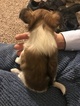 Small Photo #2 Papillon Puppy For Sale in CO SPGS, CO, USA