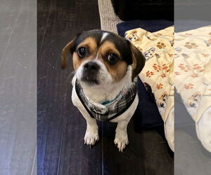 Puggle Dogs for adoption in St. Louis Park, MN, USA