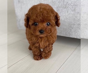 Poodle (Toy) Puppy for sale in FRASER, MI, USA