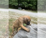Small Photo #7 Boerboel Puppy For Sale in THREE RIVERS, MI, USA